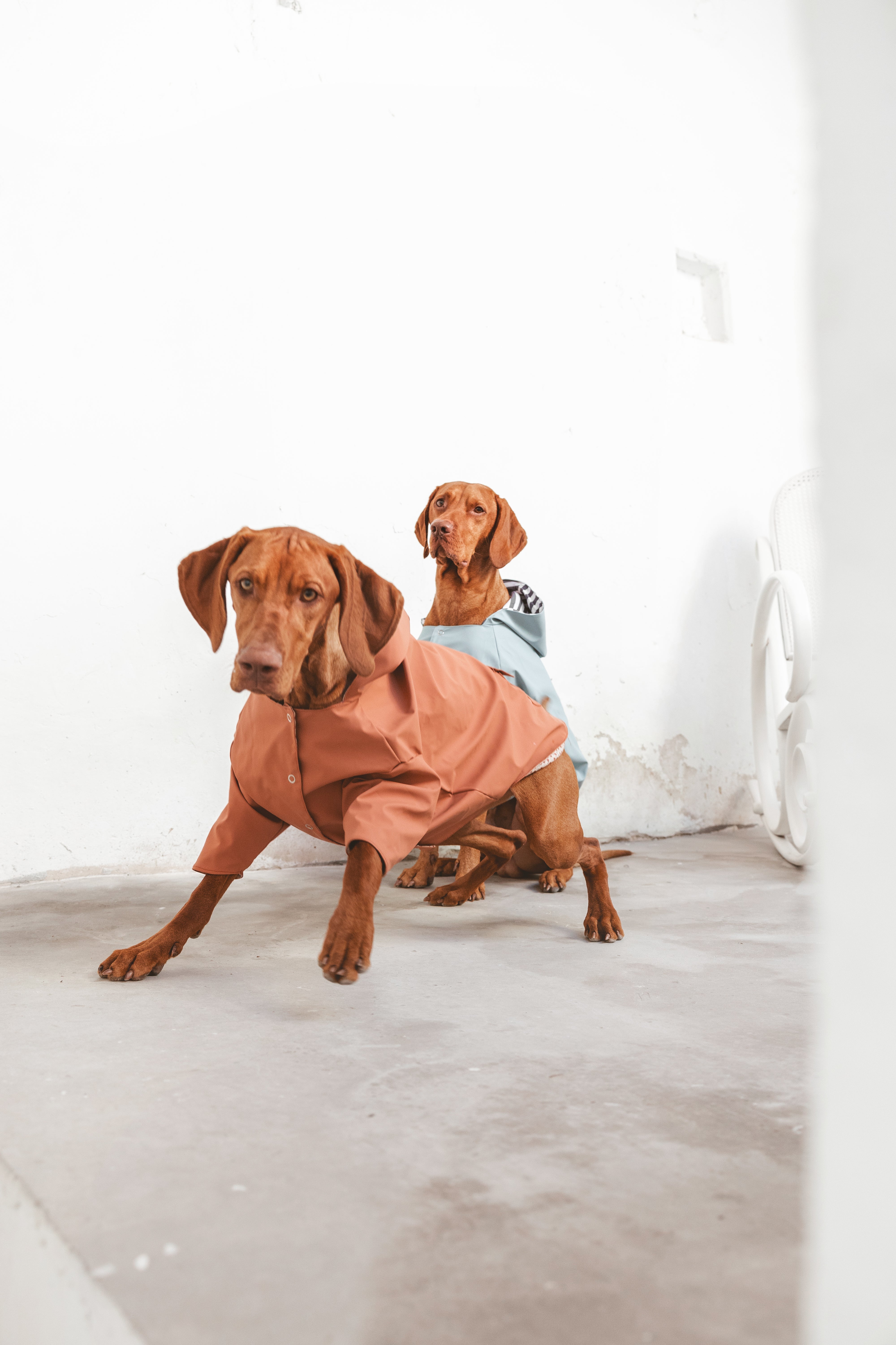Ropa para Perros