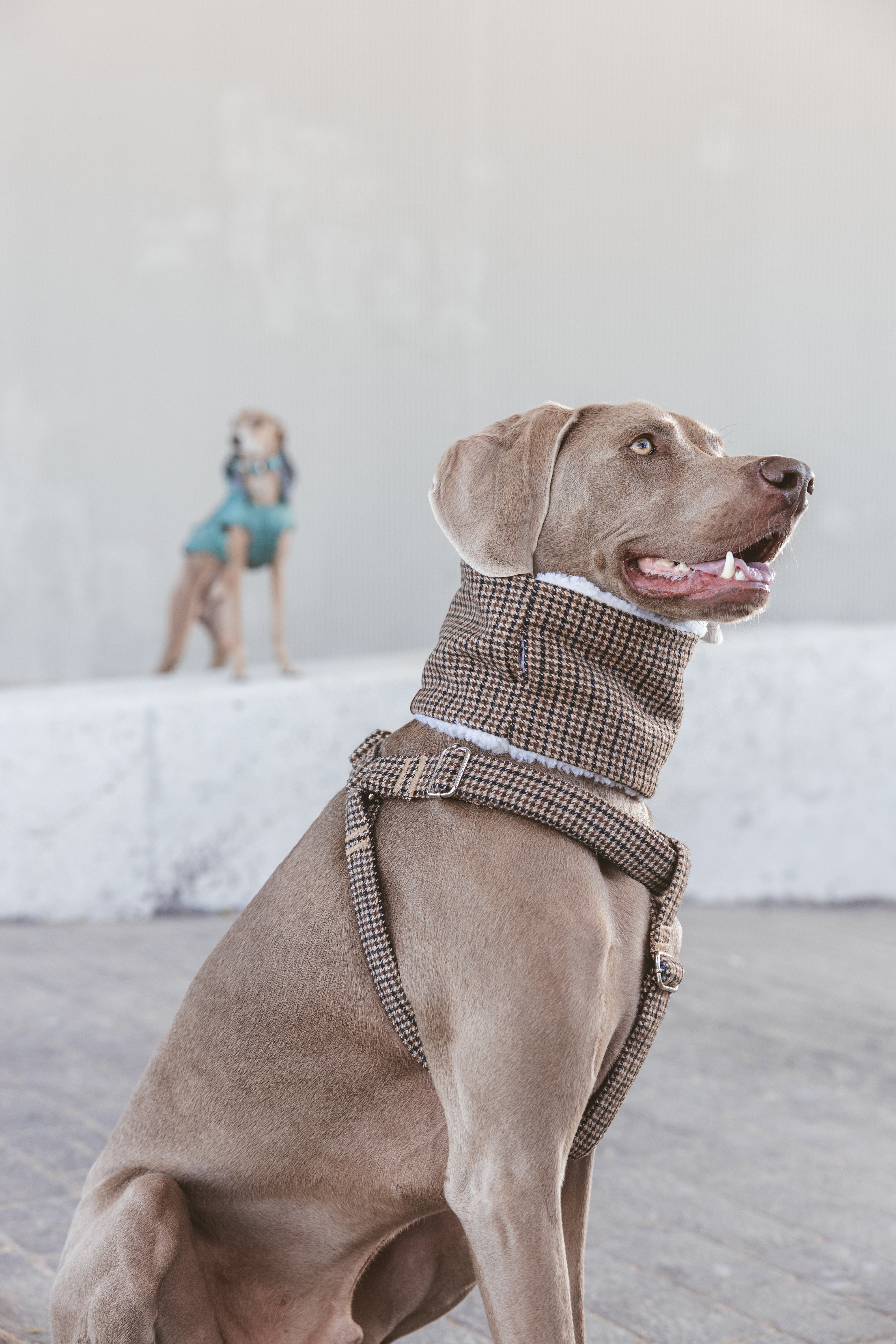 Accesorios Caninos