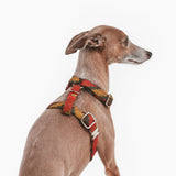 Arnés Chest Telmo Terracota de BDEBRUNO para perros