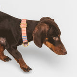Collar Click Sintra de BDEBRUNO para perros