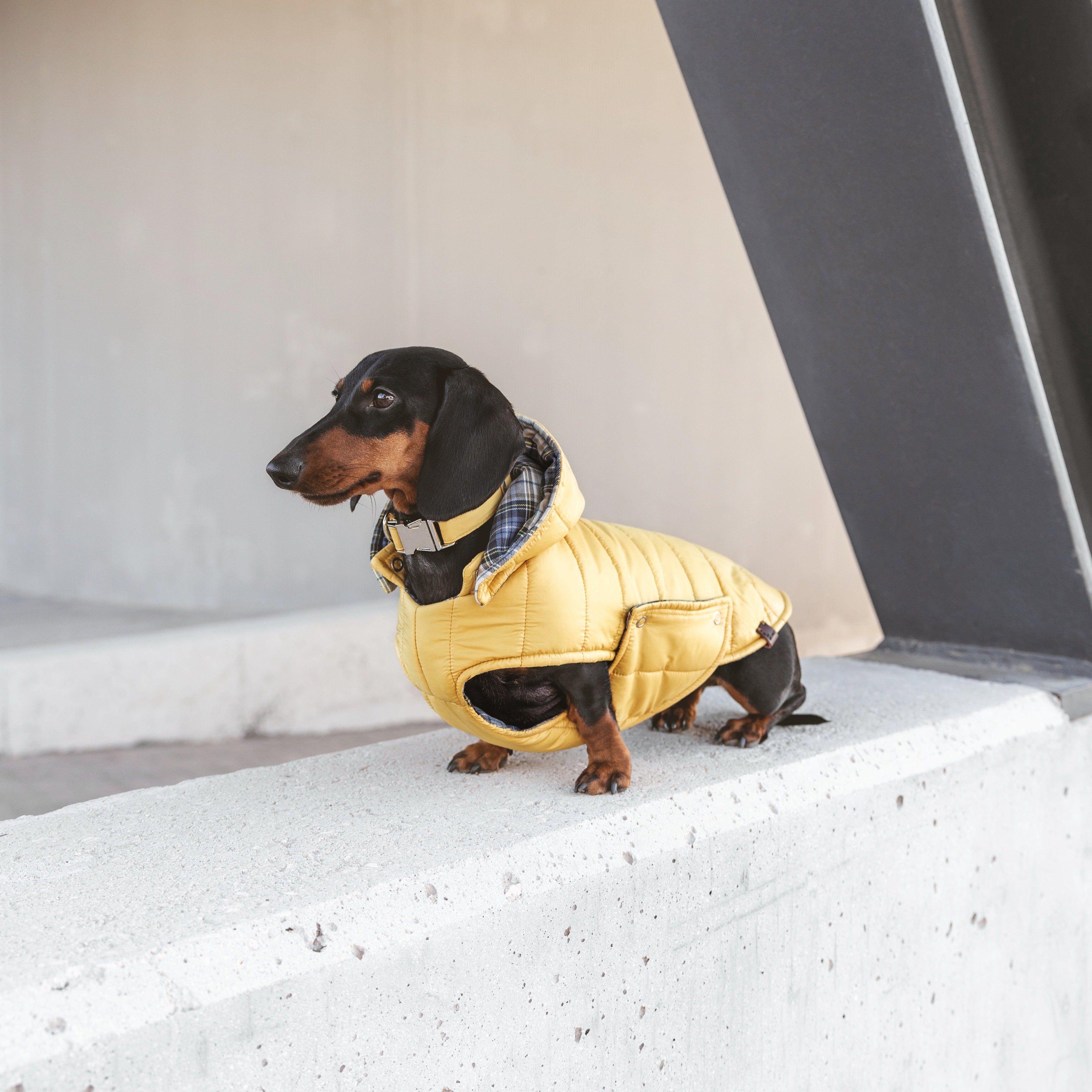 Chaquetón Waterproof