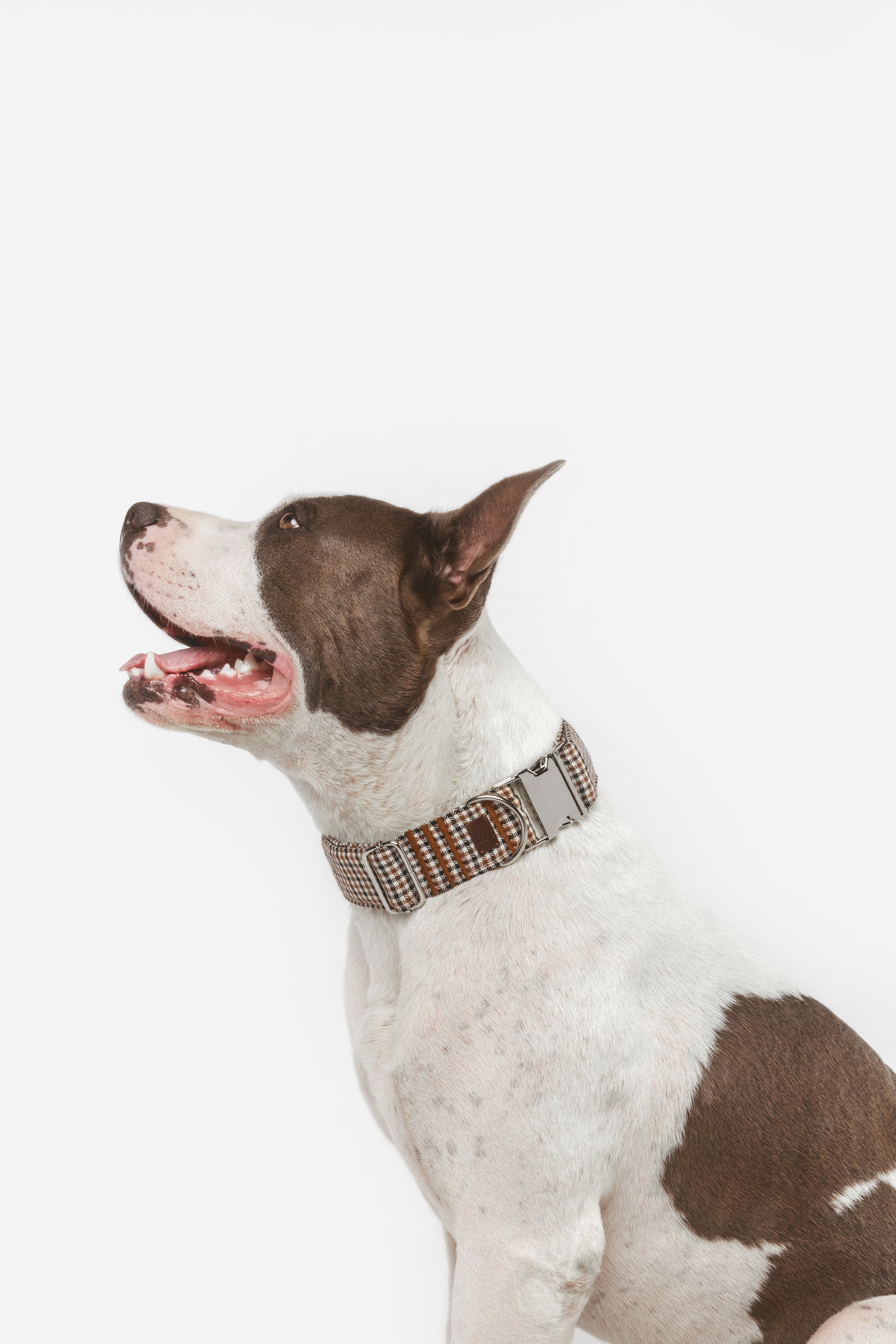 Collar Click Romeo