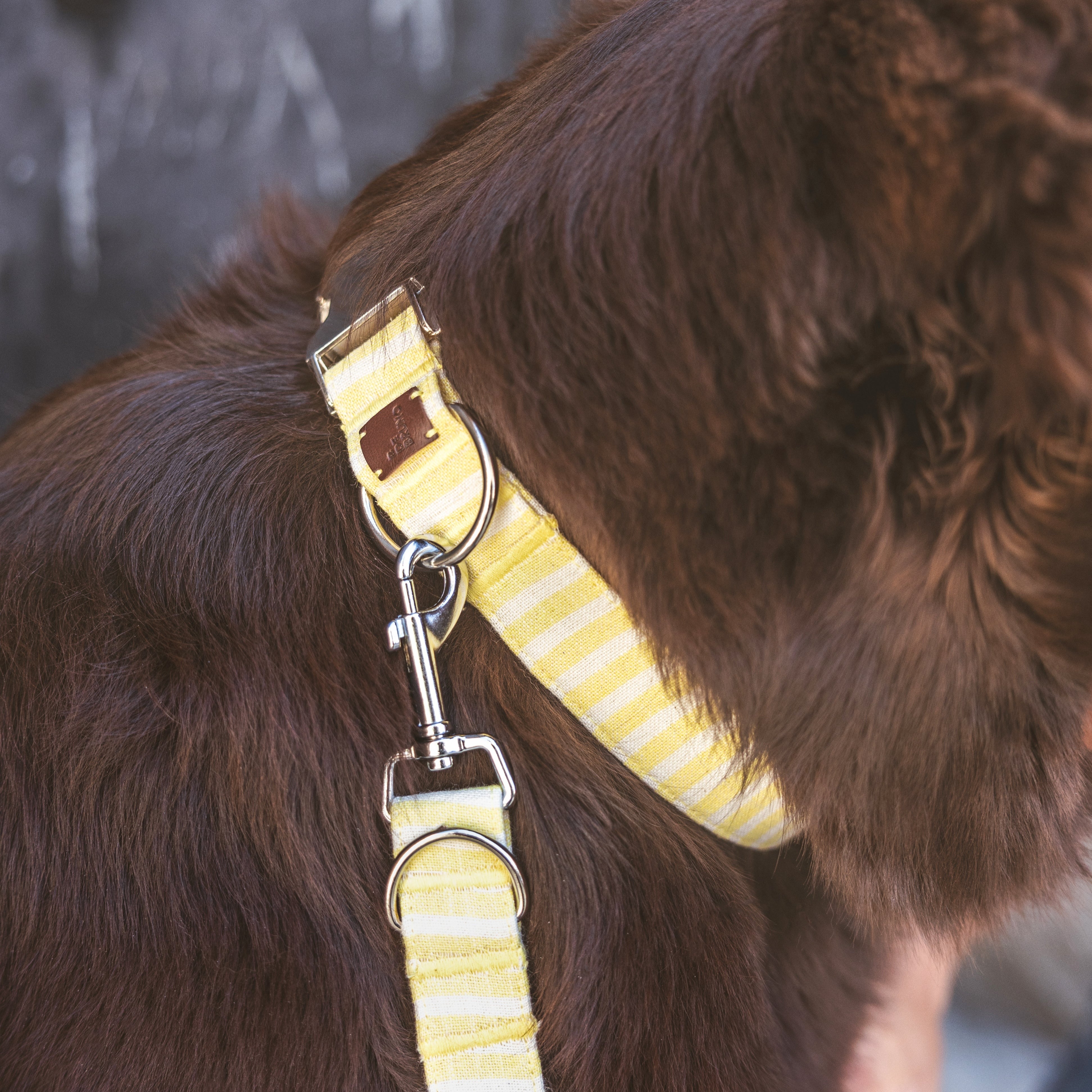 Click Lift Collar
