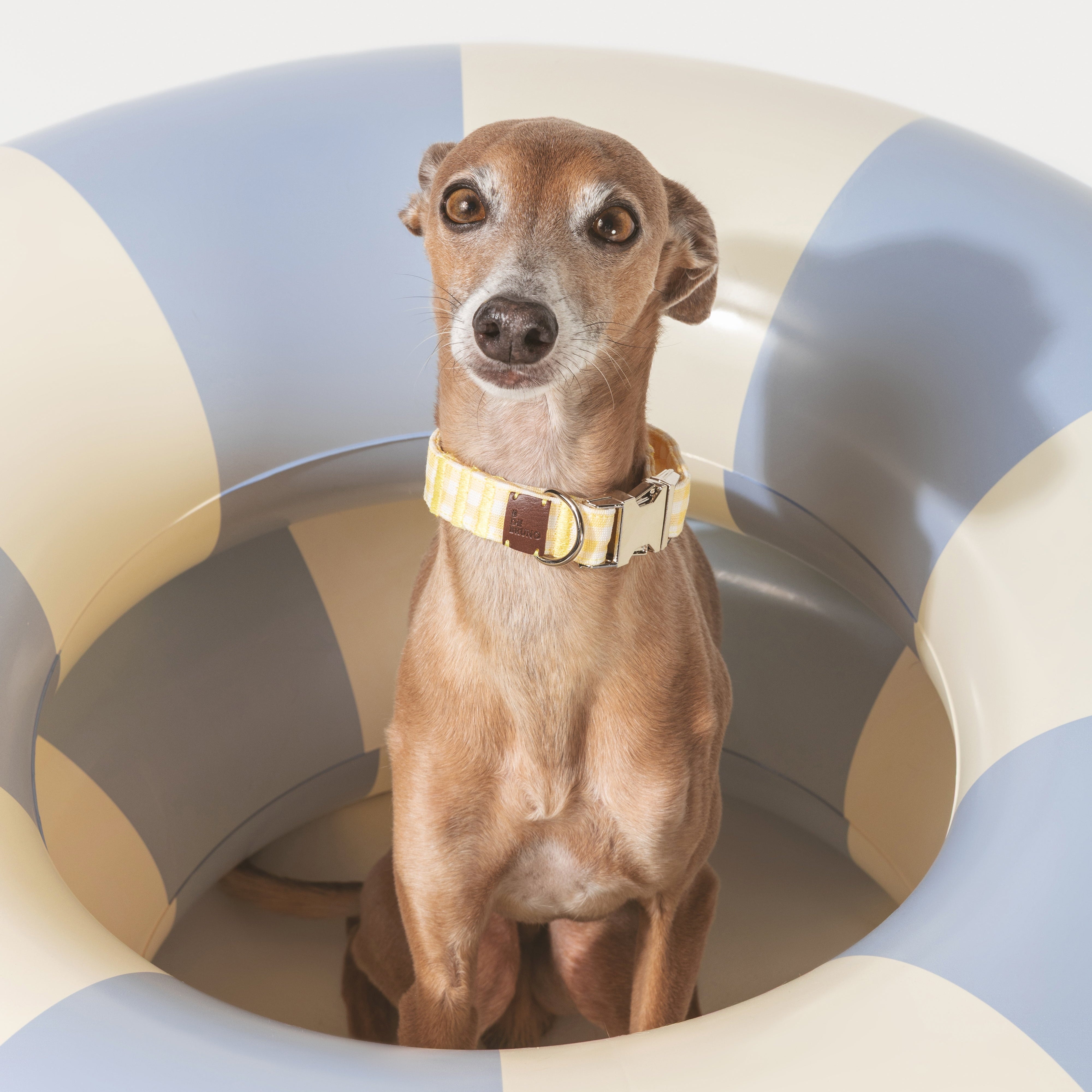 Click Buttercup Collar