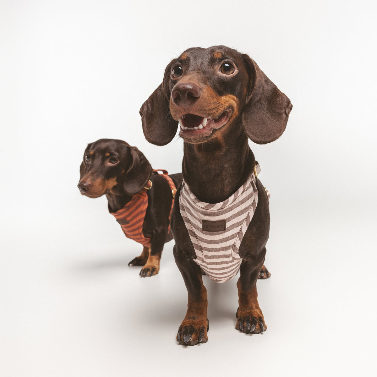 Arnés Chest Sophie de BDEBRUNO para perros