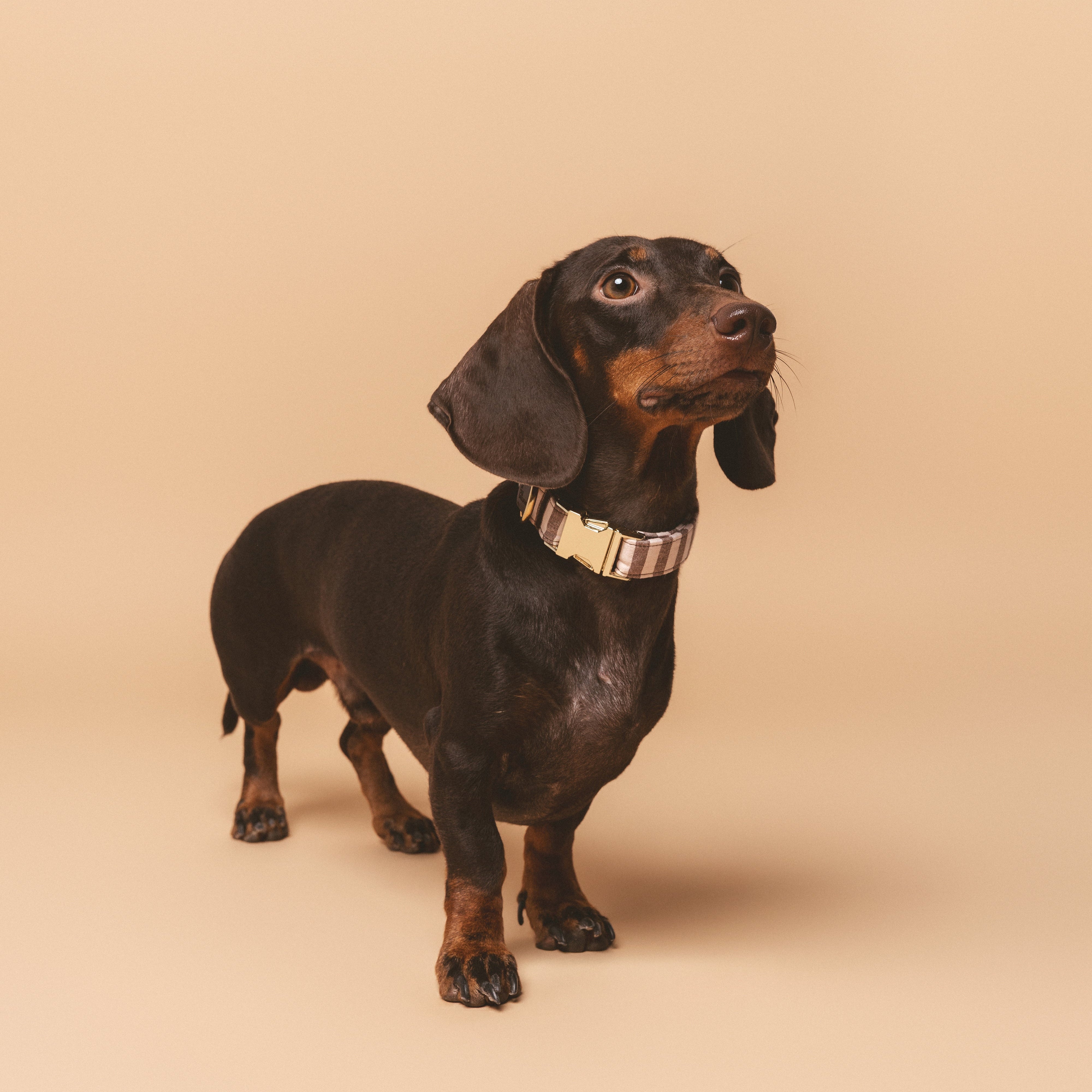 Collar Click Sophie
