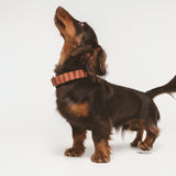 Collar Click Mafalda de BDEBRUNO para perros