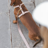 Correa Sophie de BDEBRUNO para perros