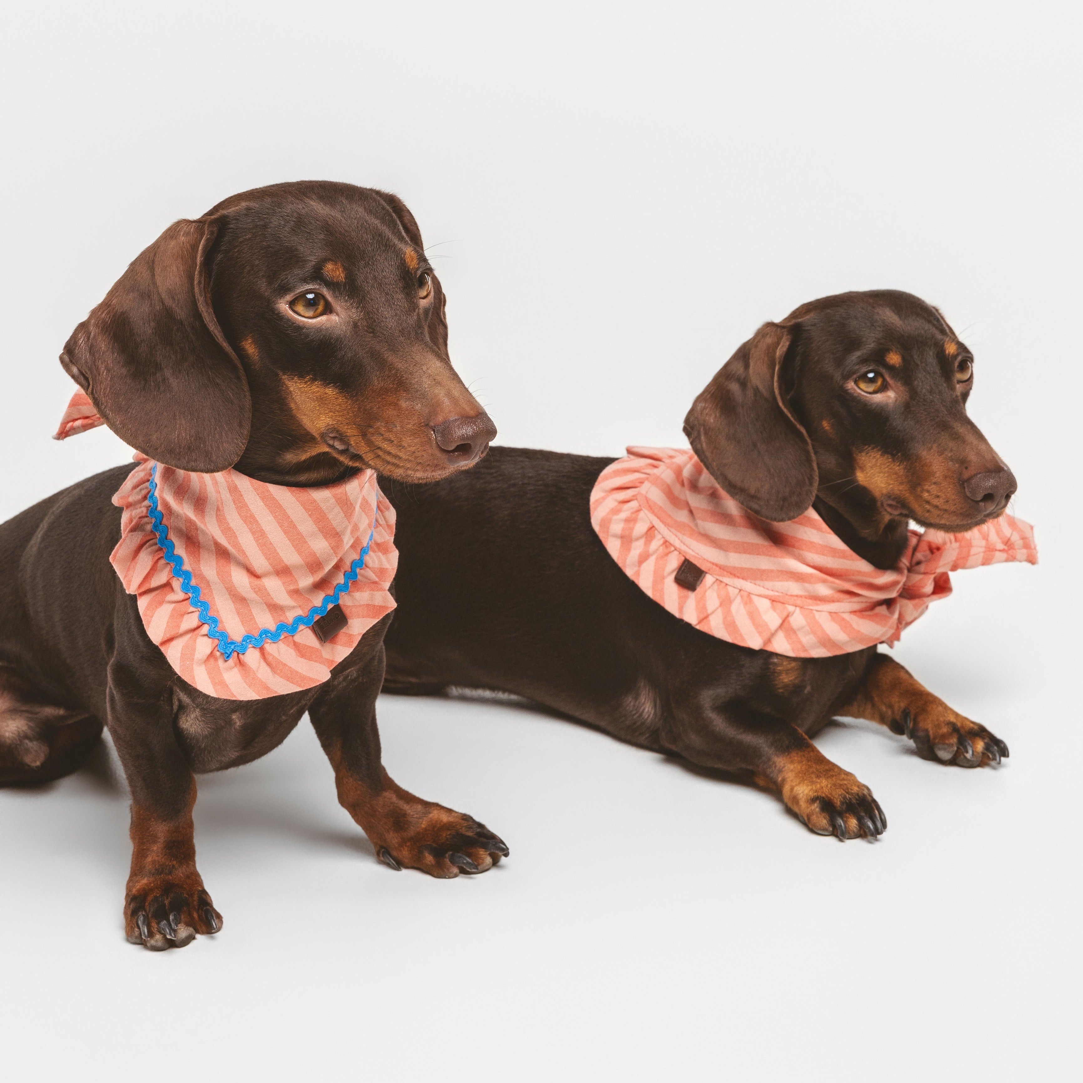 Bandana Sintra