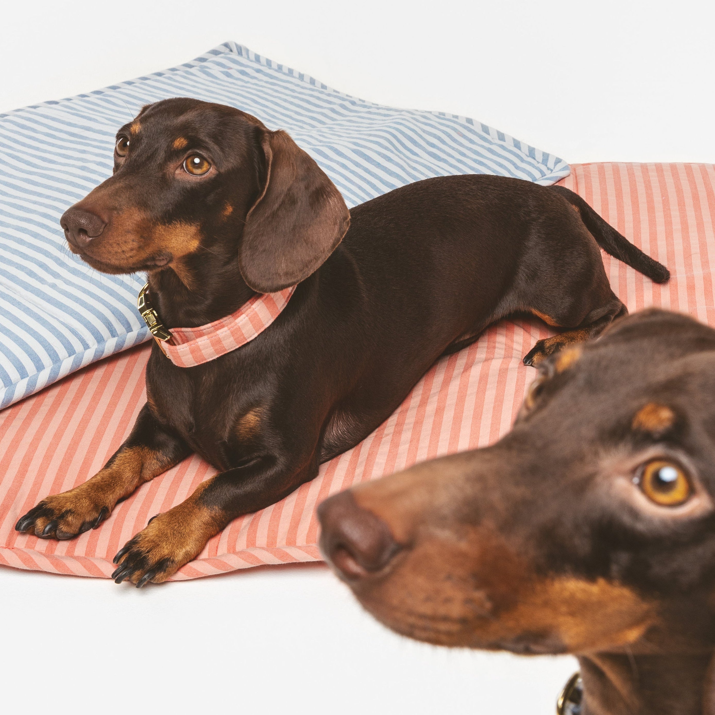 Roll-Bed Sintra