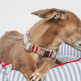 Collar Click Cascais de BDEBRUNO para perros