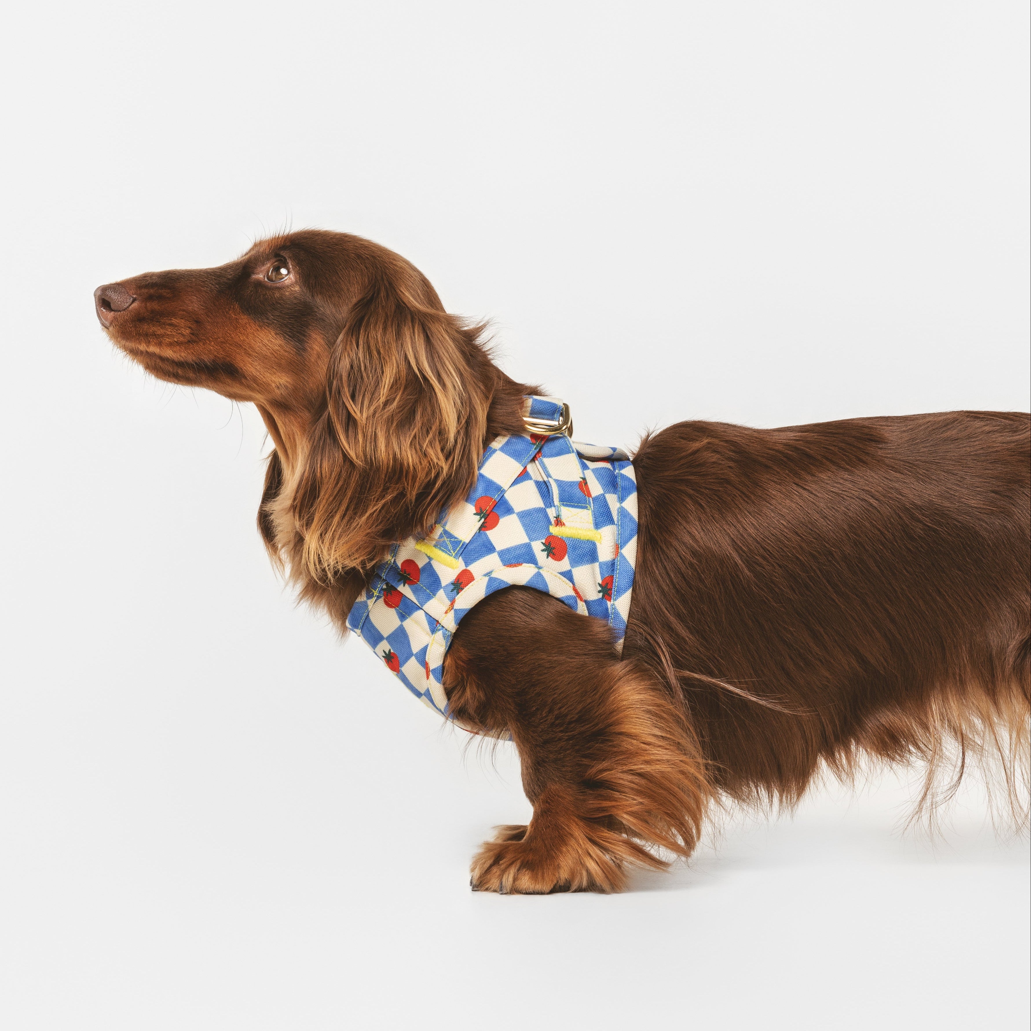 Arnés Wrap Pomodoro Pup