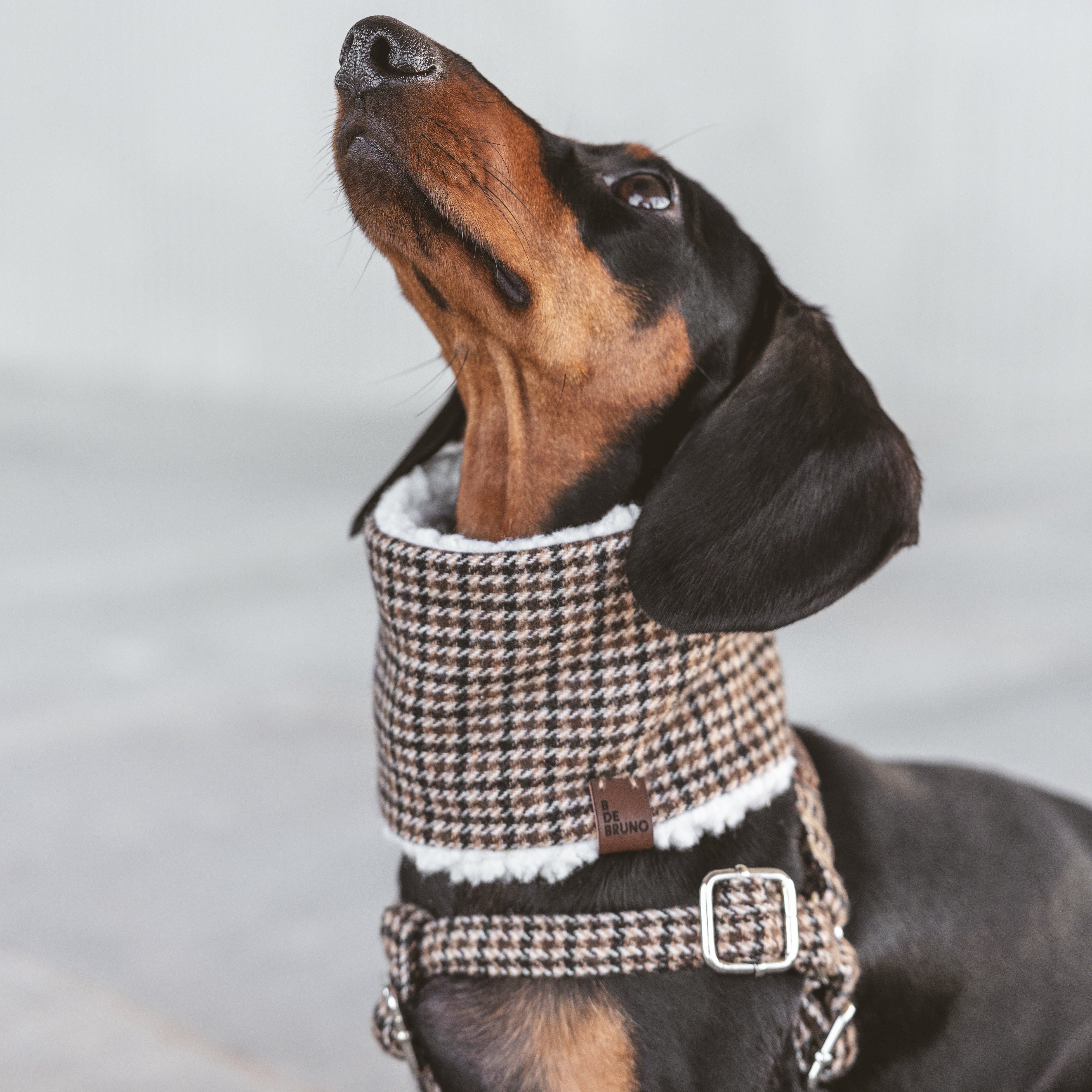 Collar Click Urban Denim para Perros | Estilo Único y Duradero | BdeBruno
