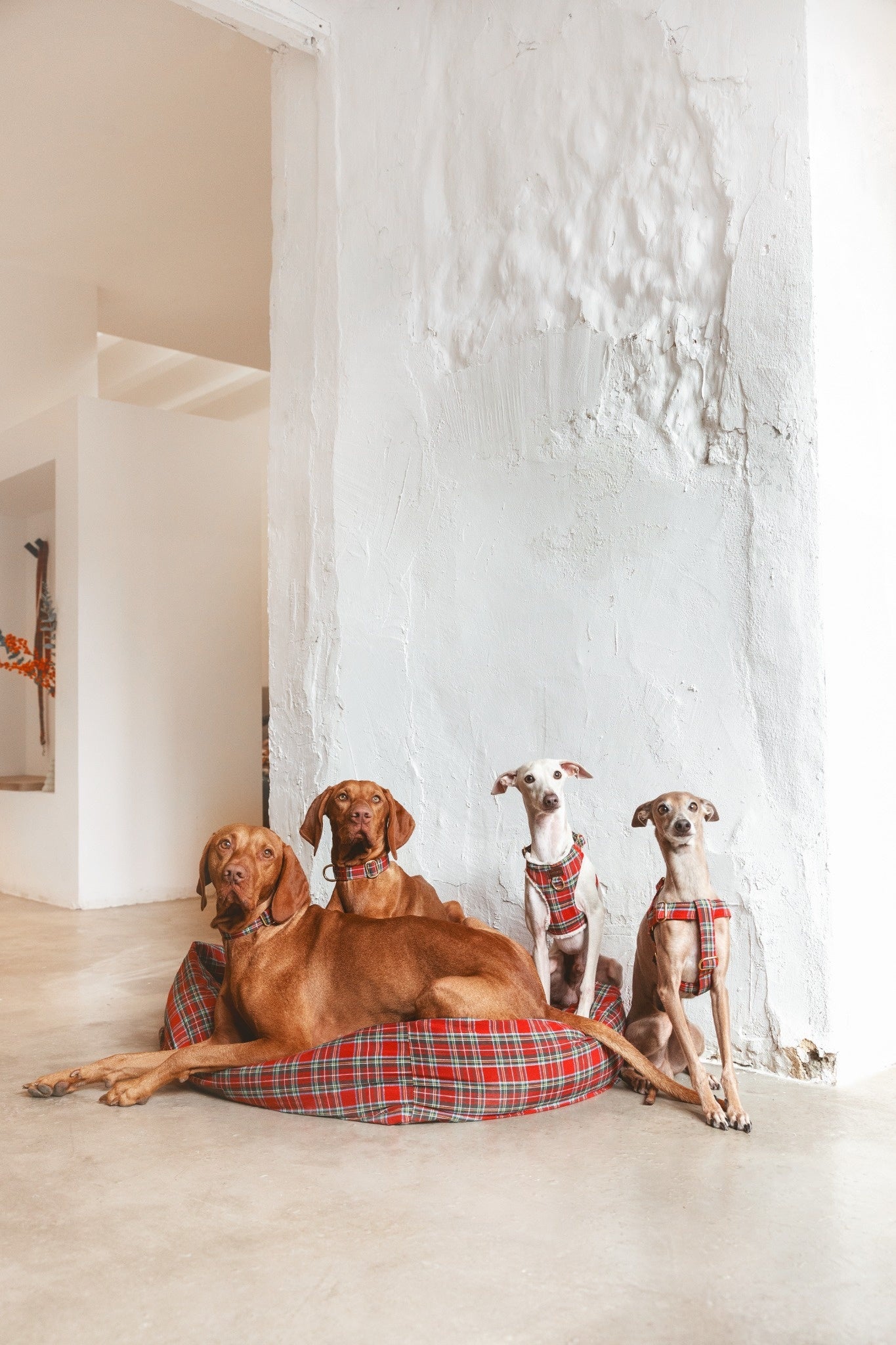 Harnais Chest édition de Noël