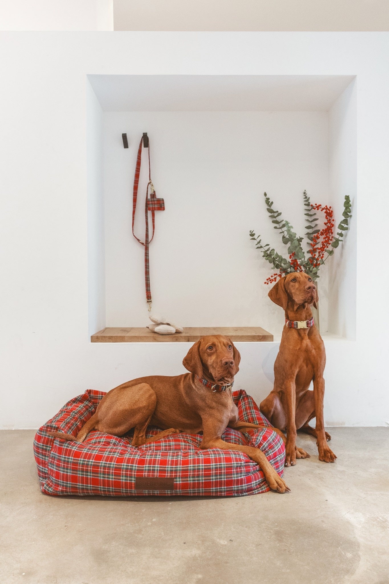 Laisse édition de Noël