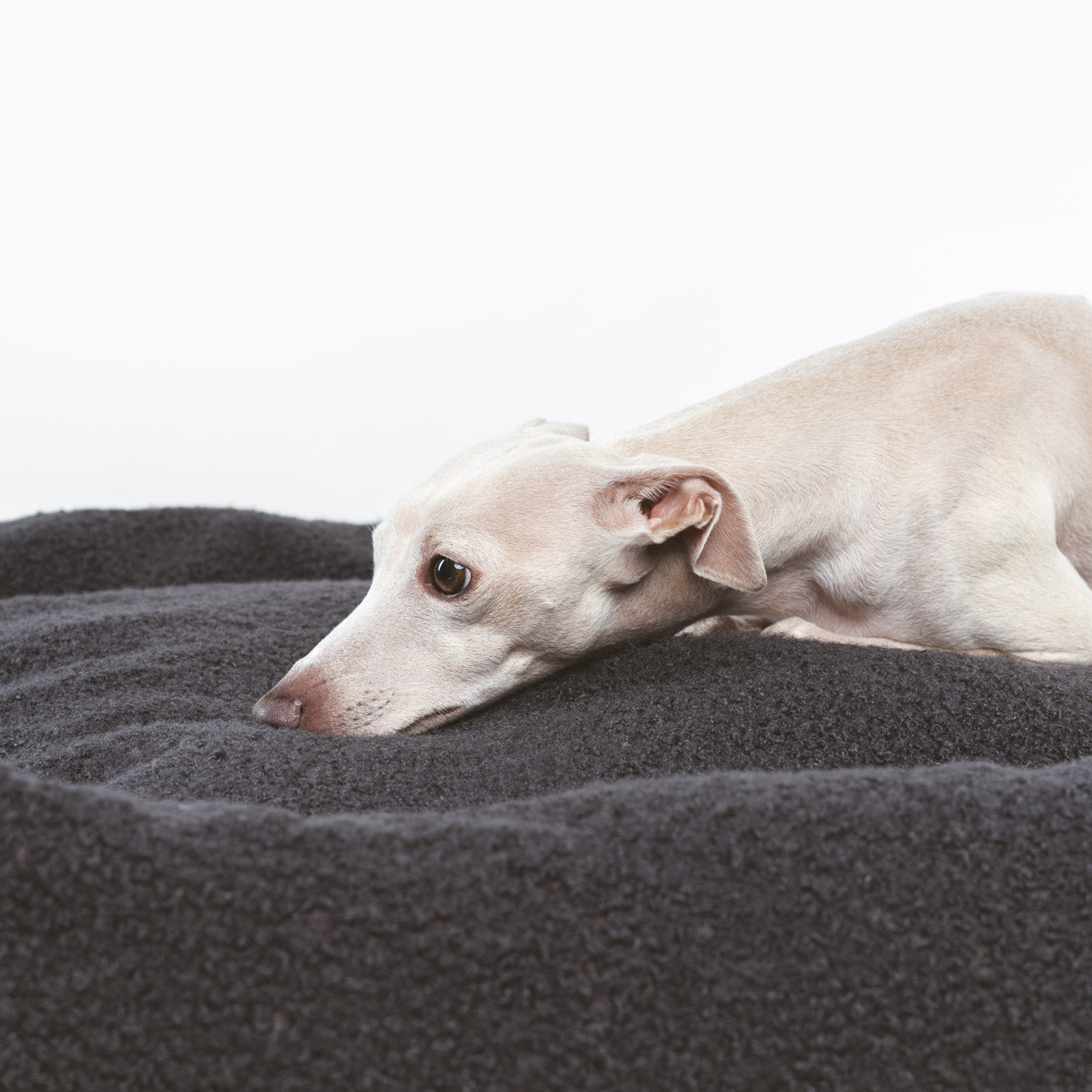 Funda Nuck Teddy Marengo