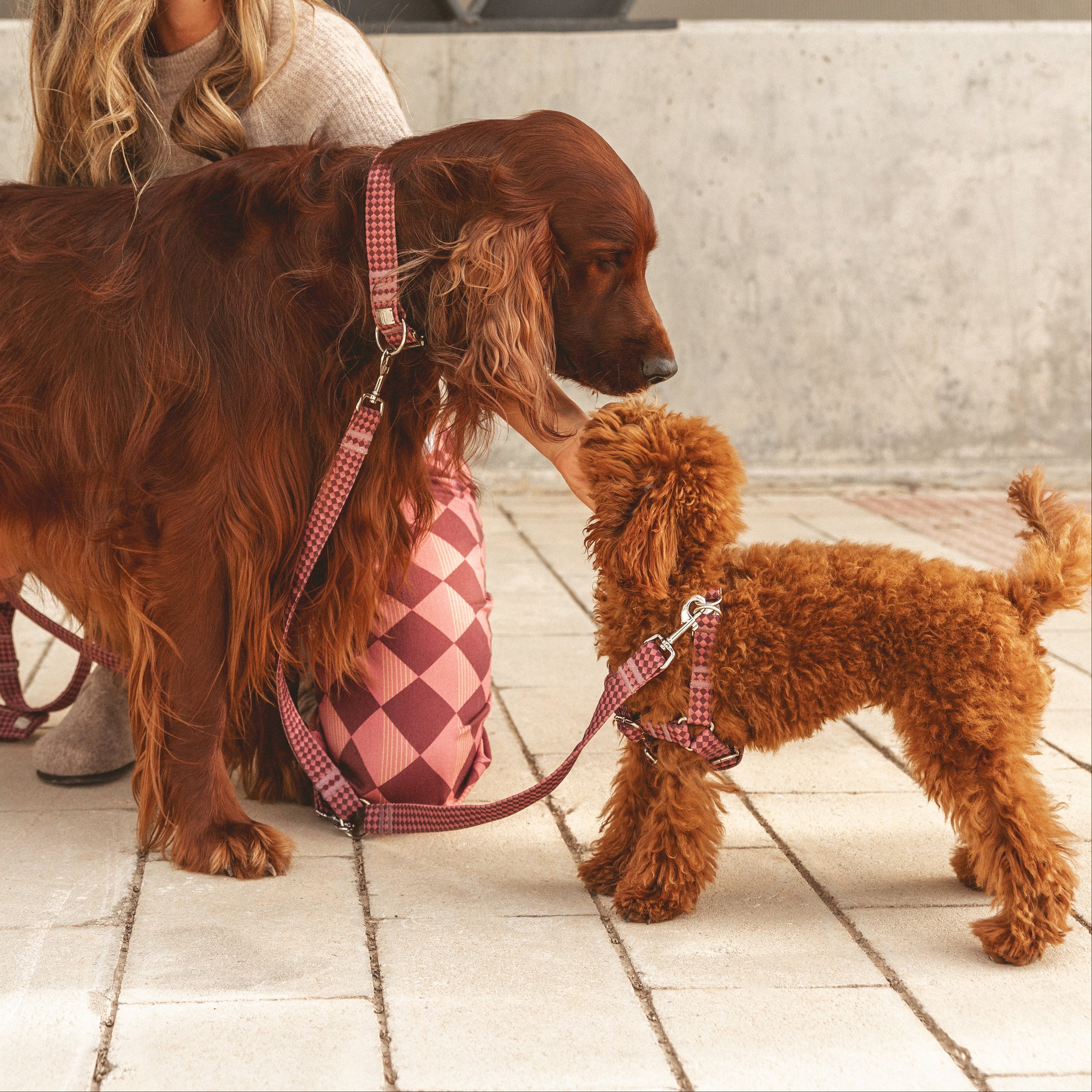 Arnés Simple Rombos