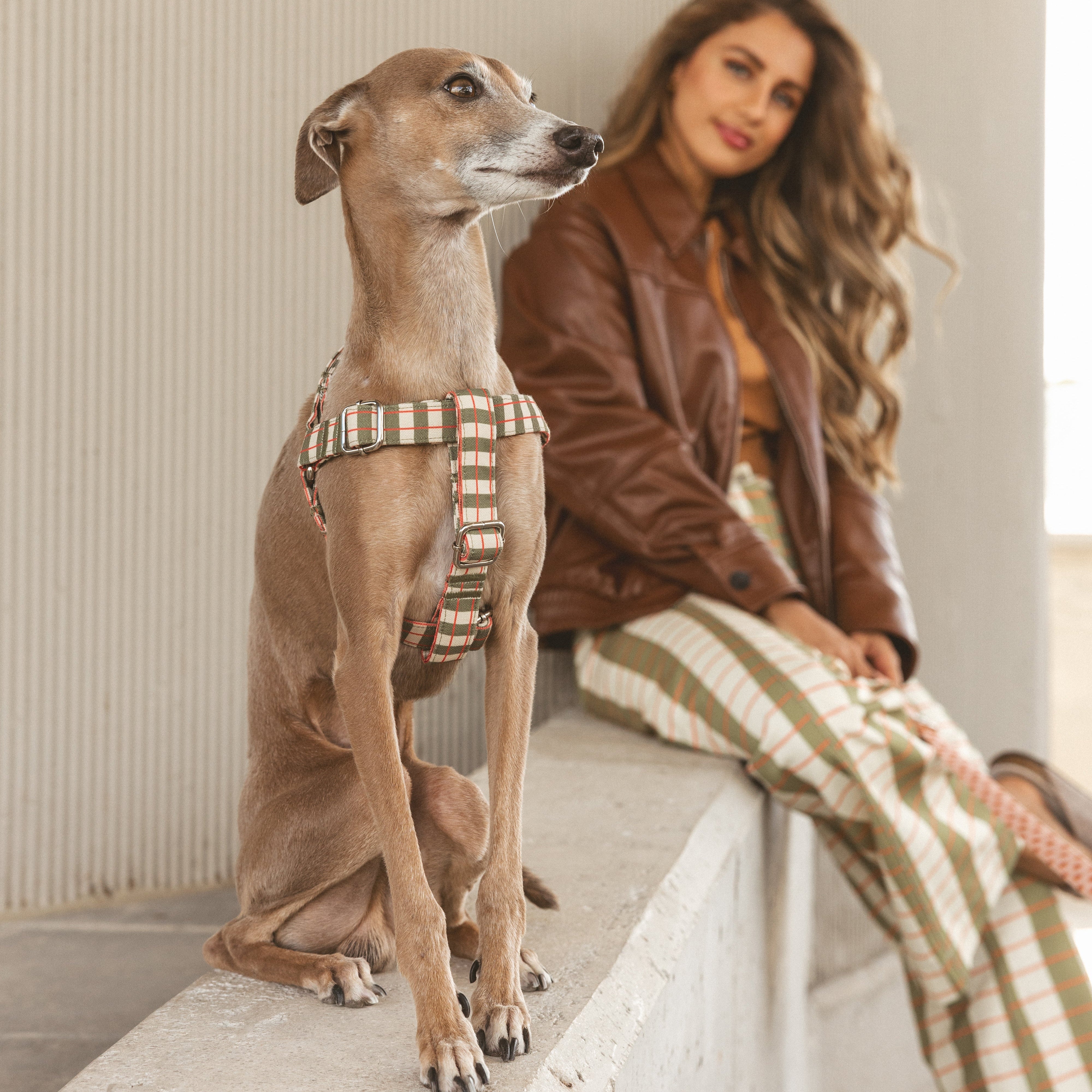 Arnés Simple Matcha