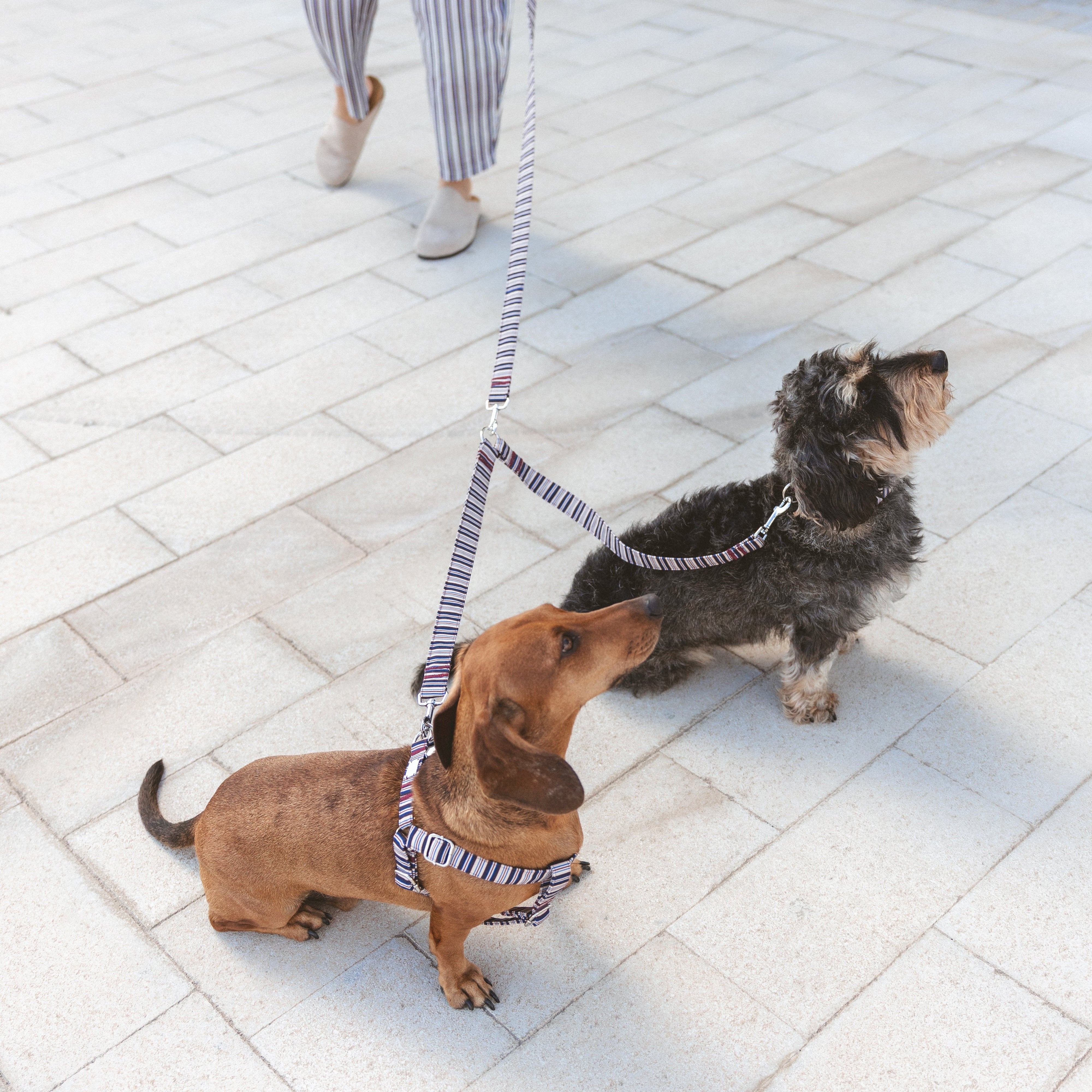 Aplique Correa Dúo Rayas