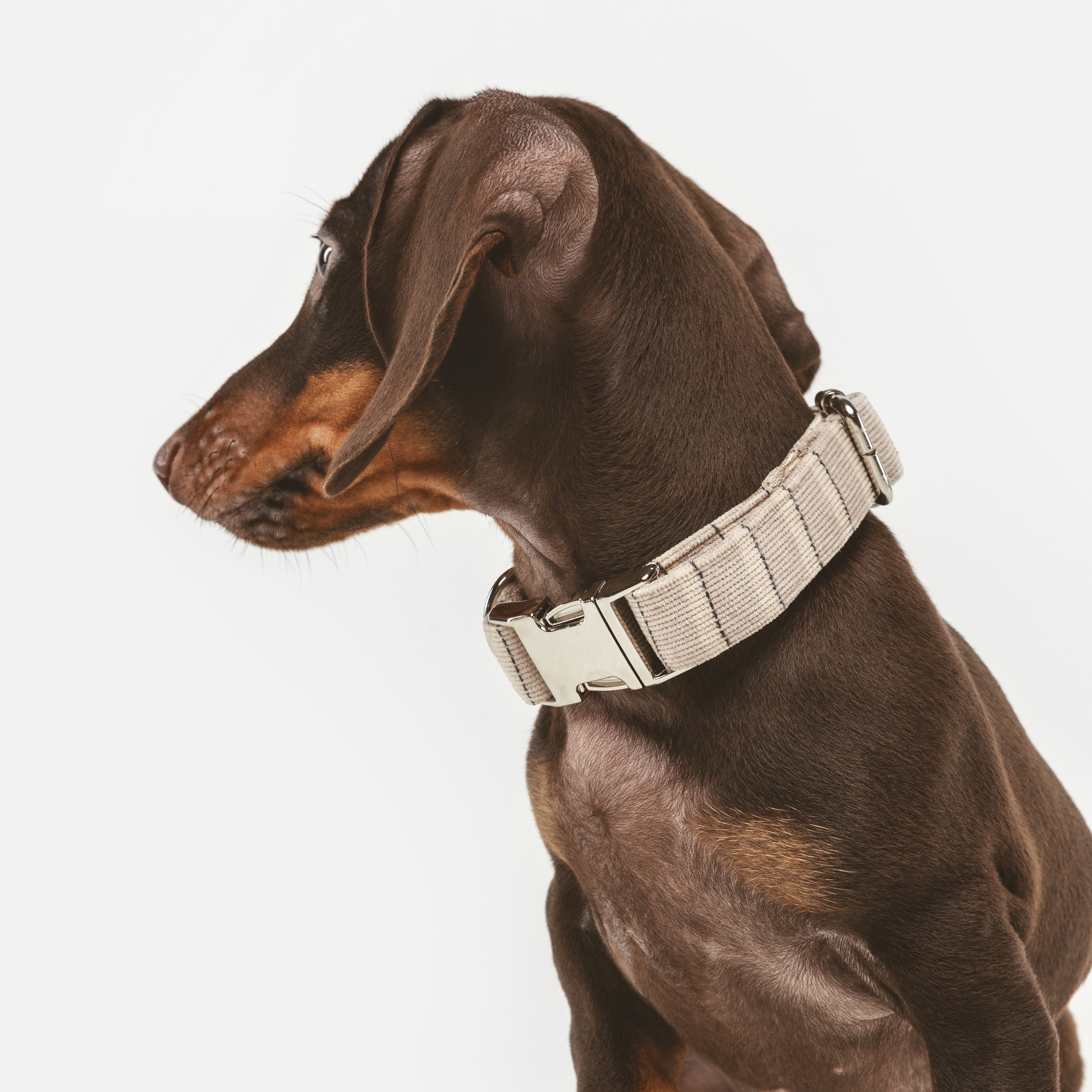 Collar Click Taupe